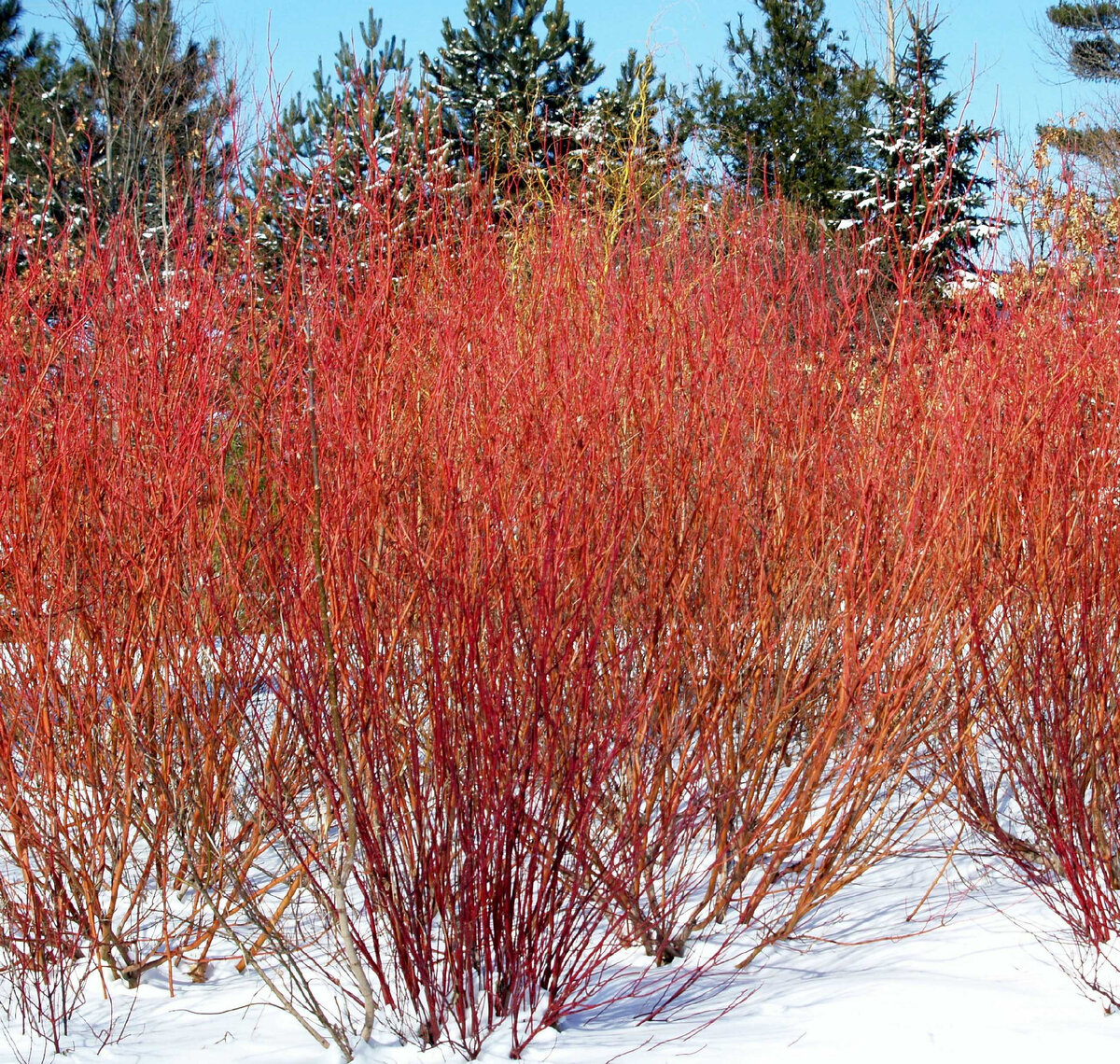 Дерен белый