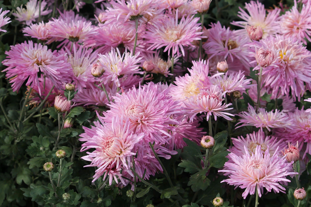 яндекс картинки