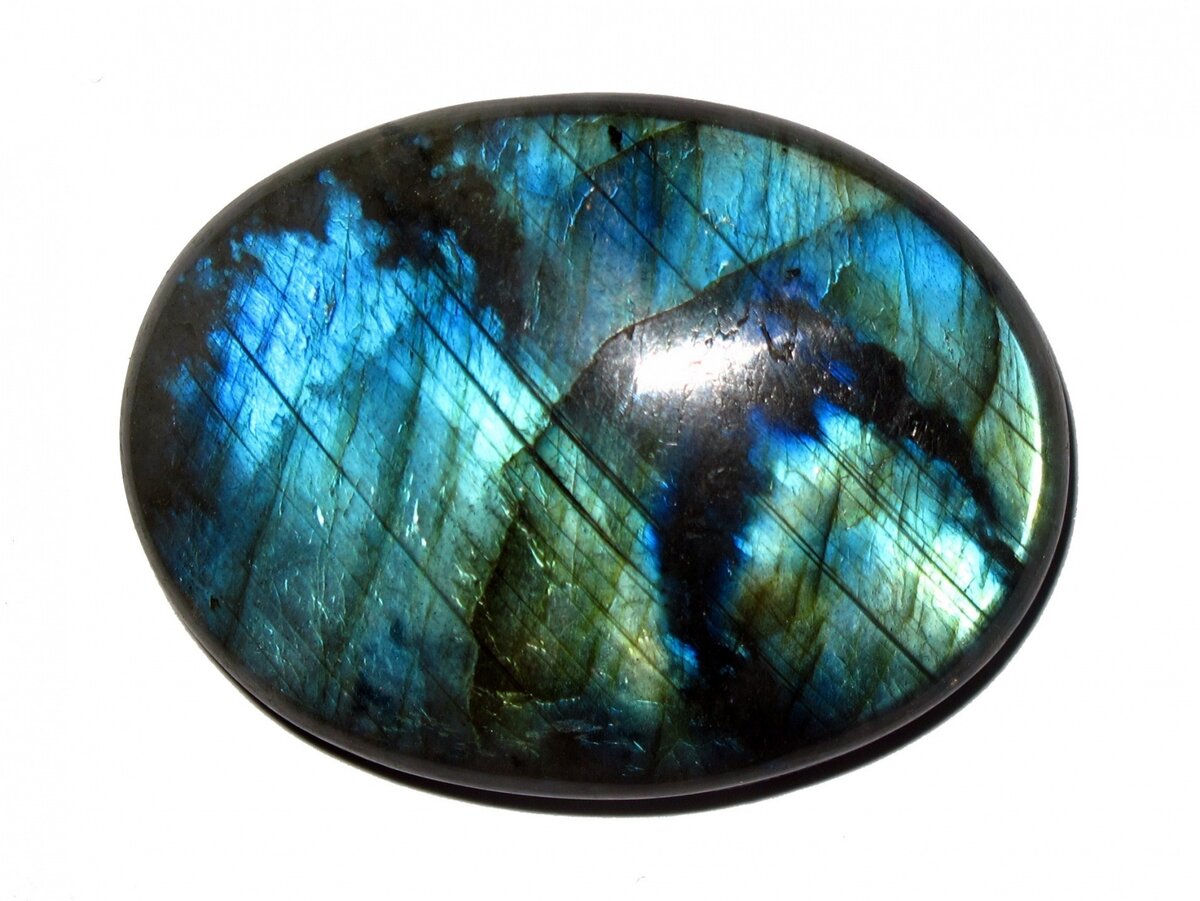 Лабрадор. Фото из открытых источников