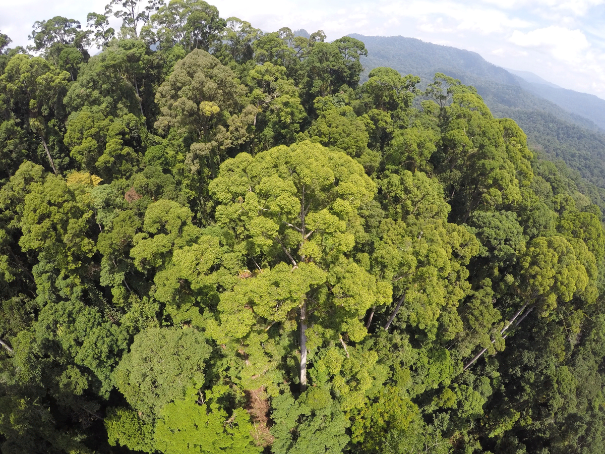 Вид с дроньего полёта