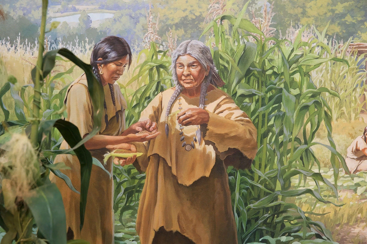 Одно из самых первых растений, которое стали культивировать