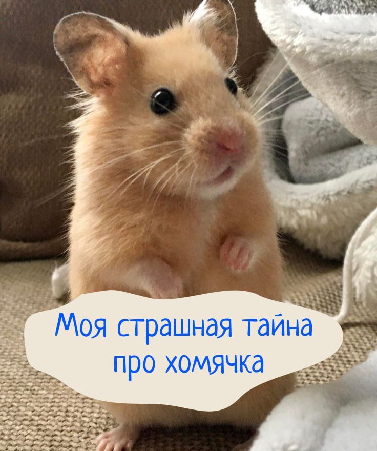 Это не тот хомяк. Фото с Pinterest