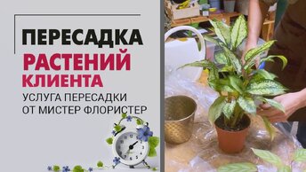 ПЕРЕСАДКА растений клиента в мастерской_ замиокулькас, хамедорея, сциндапсус, спатифиллум, крассула