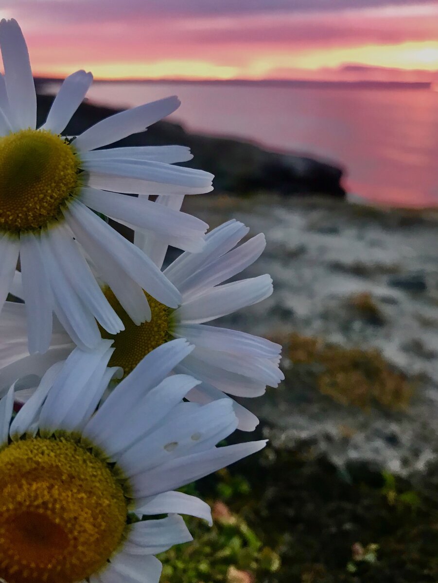 Ромашковый закат над Карским морем