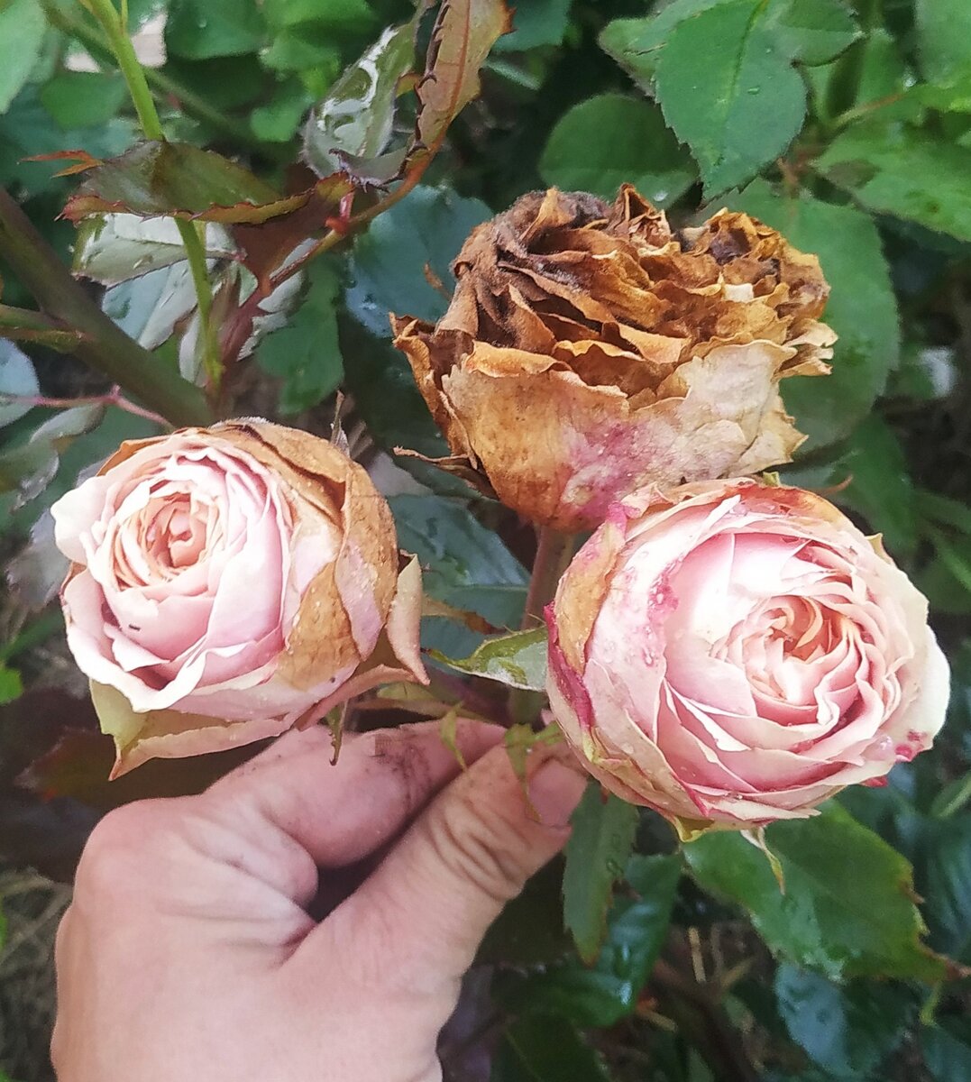 Розы от питомника 