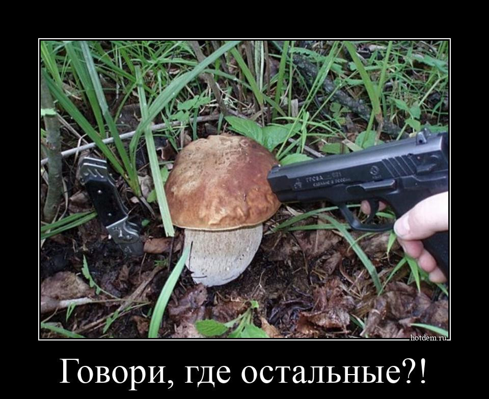 Доброе утро грибники картинки прикольные Гриболовля Сомелье на фрилансе Дзен