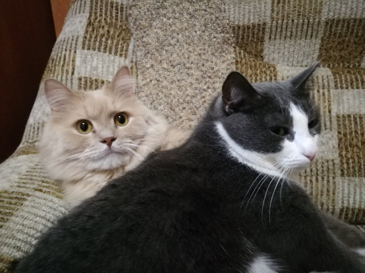 "Чего нужно? Не видишь - мы заняты!"