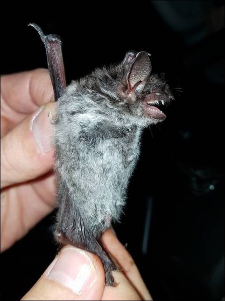 Во Владимирской области выпустили на волю несколько десятков летучих ...