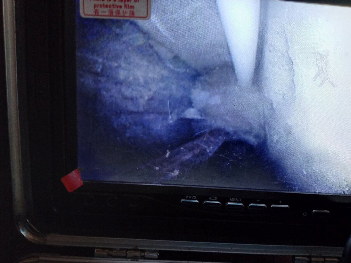 В камеру виден только кошачий филей