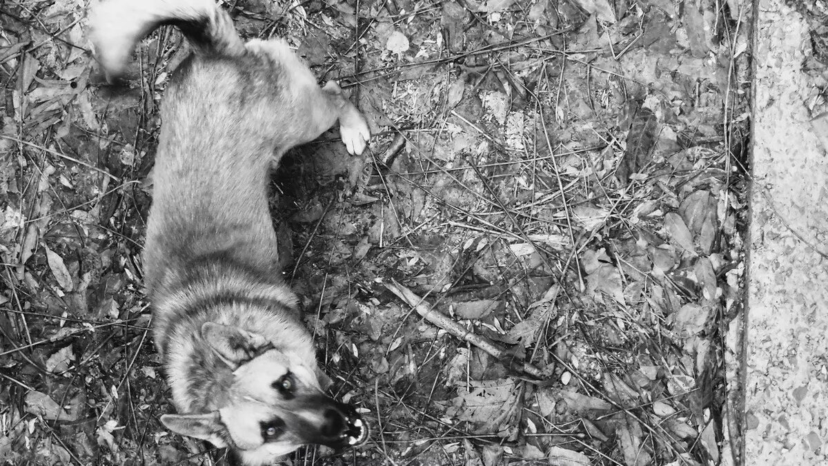     На Ставрополье работодатели рассказали, какие сотрудники нужны им в первую очередь, в Кисловодске жители в ужасе от своры бродячих собак, а счет задержанных погромщиков в Махачкале пошел на сотни — NewsTracker представляет обзор информационной картины дня 6 ноября.