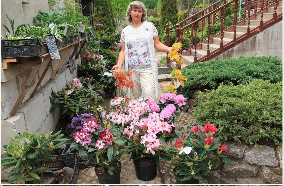 ВОТ ТАКОГО РАЗМЕРА РОДОДЕНДРОНЫ ДЛЯ ПРОДАЖИ..