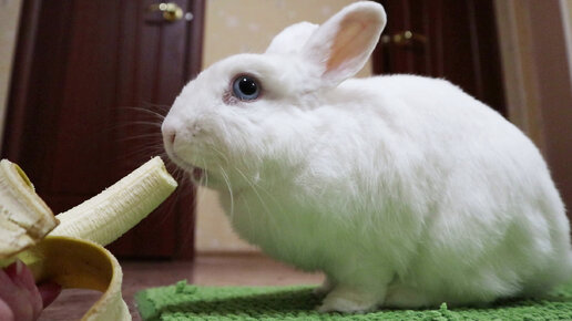 Кролик Моти ест банан 🐰🍌