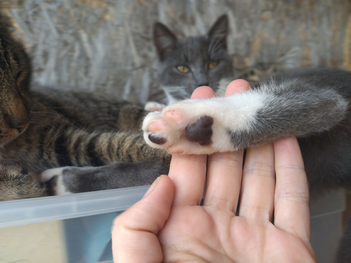 Какого цвета кожа у вашей кошки? 🐱‍👤 Очередной кошачий секрет | Заметки  зооработника | Дзен