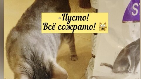 Заполнили до краёв Фрейкину кладовочку 😸 Сенька пока не съест, не уйдёт 😼