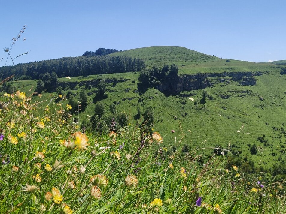 Березовская балка летом
