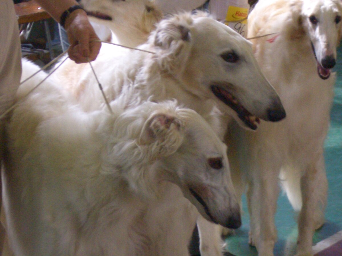 На выставке