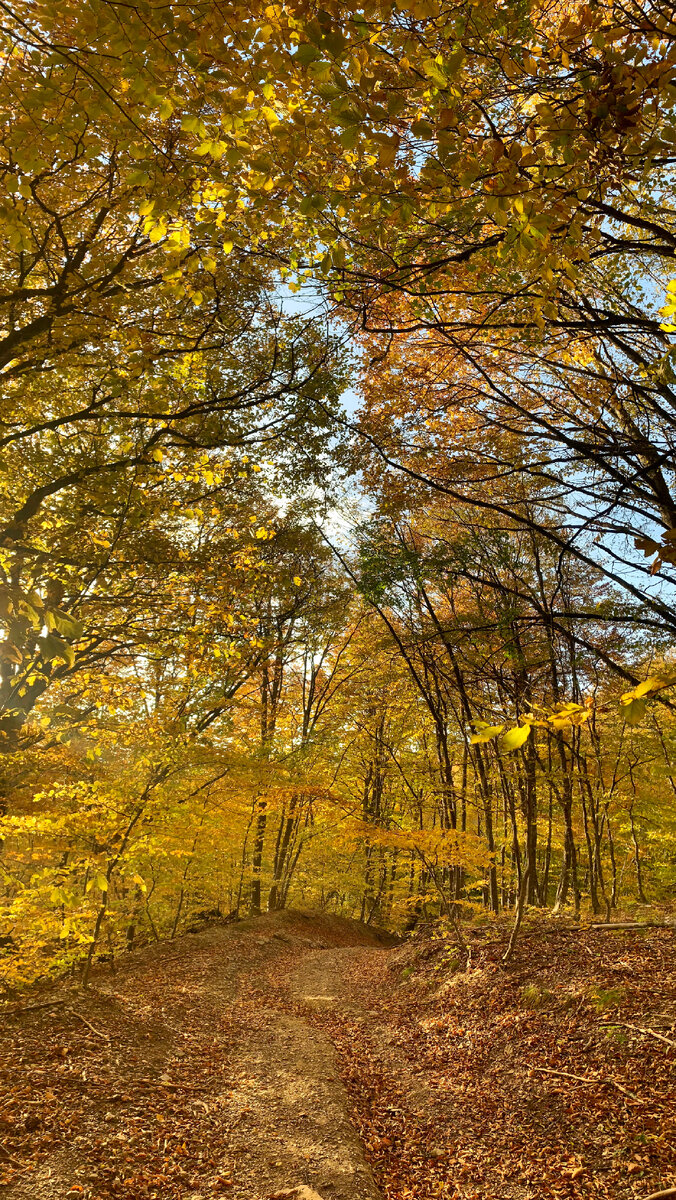 Лесная дорога осенью