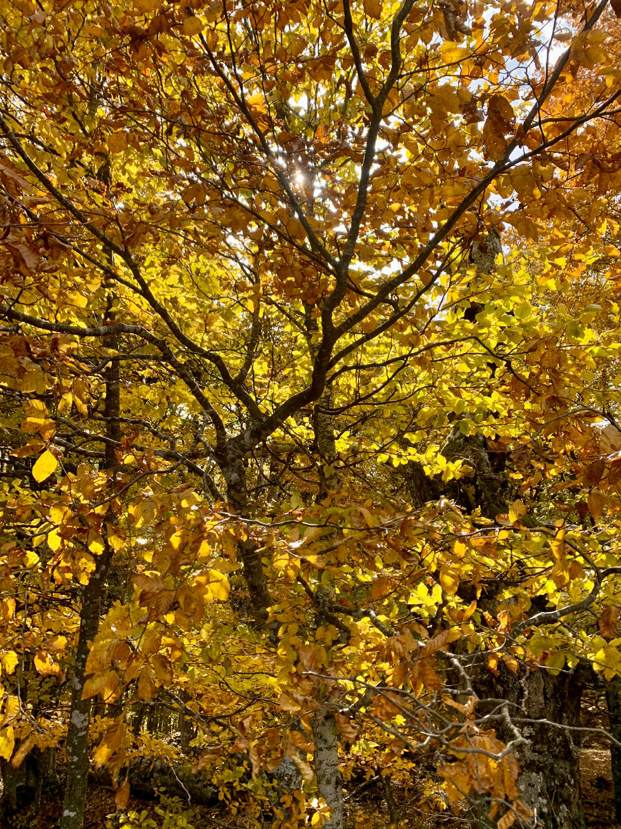 Теплые тона осенней листвы
