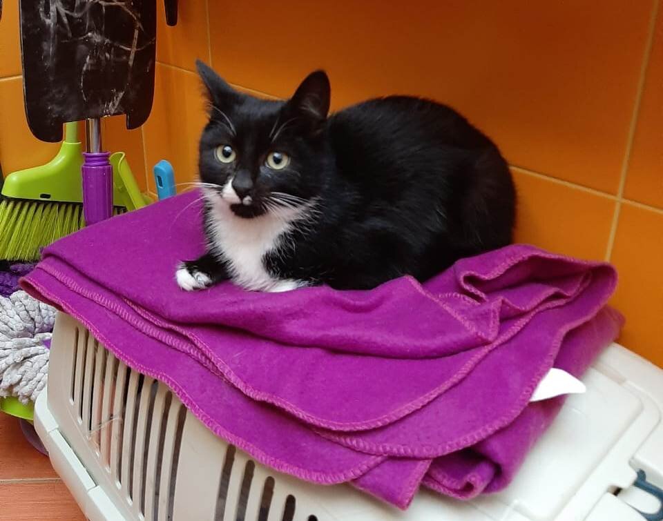 Черномазый и сам офигел: из природы в туалетную комнату