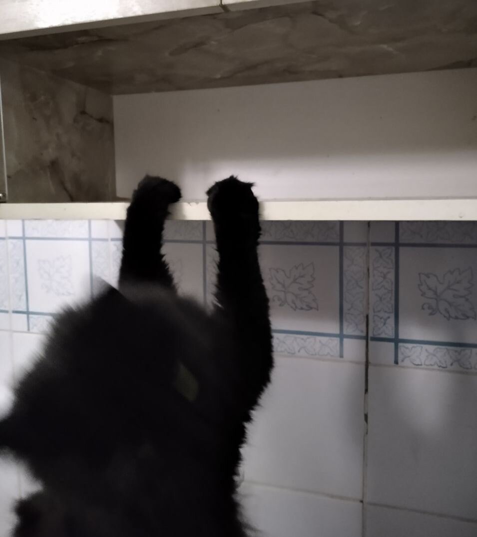 Бобик тоже решил подтянуться к исследованию. Во всех смыслах. 