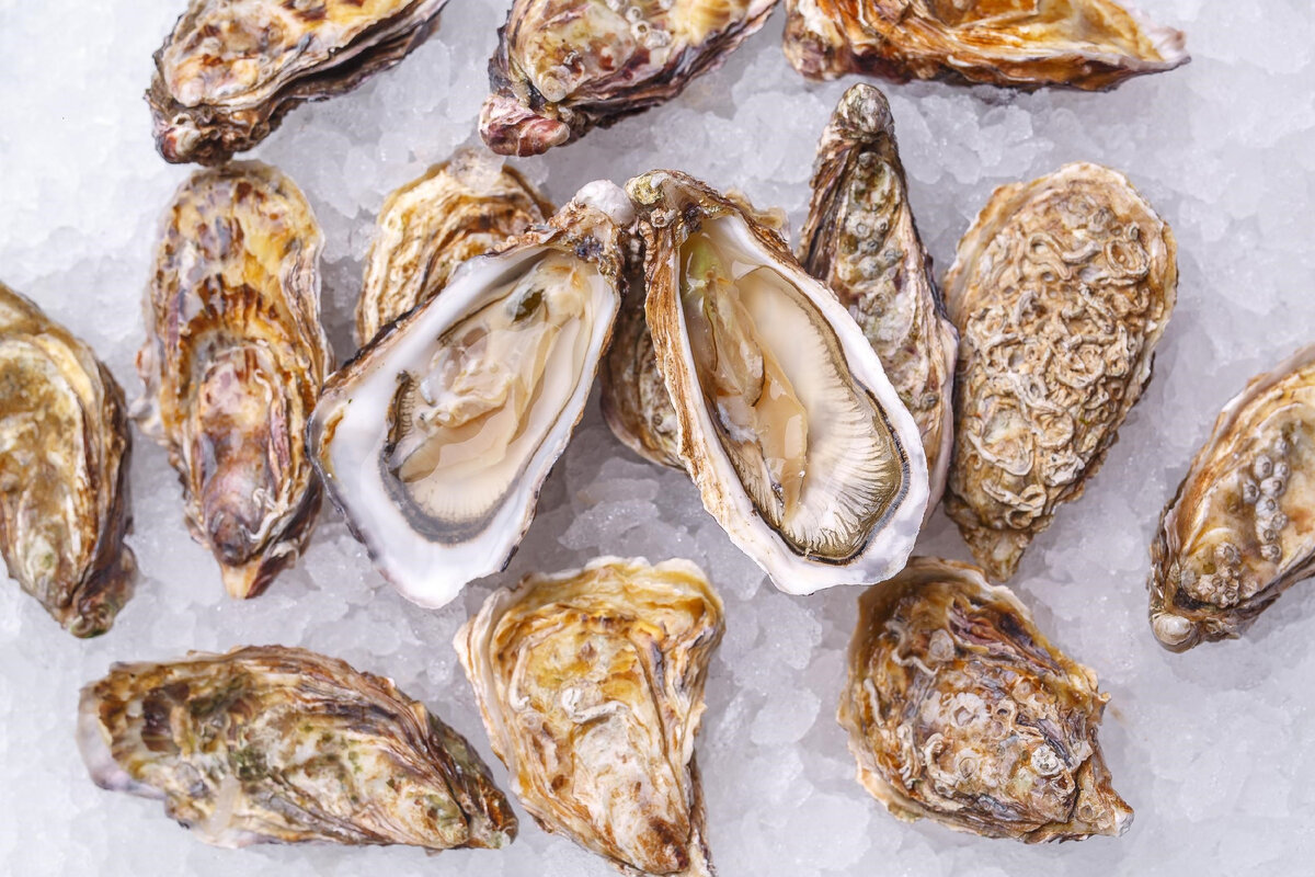 Устрицы. 