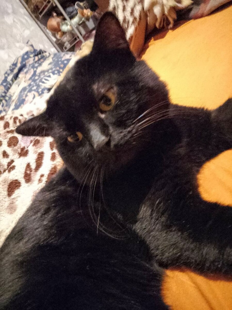 Барсук, 9 лет