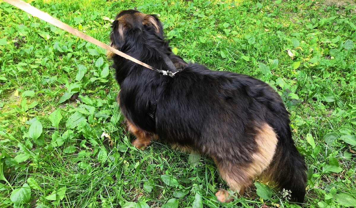 Не надо нам никакого ротвейлера, у нас уже есть пёс Степан.  Фото автора