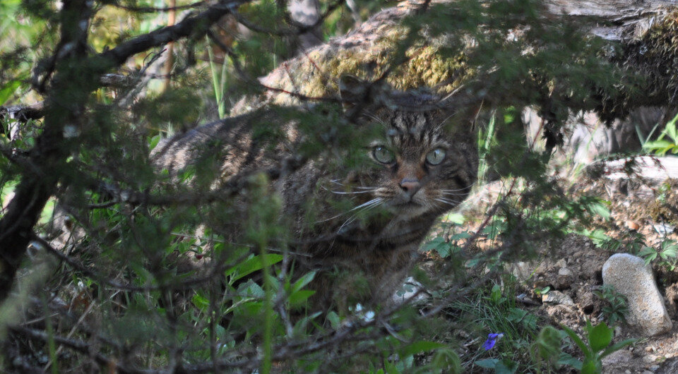   Saving Wildcats