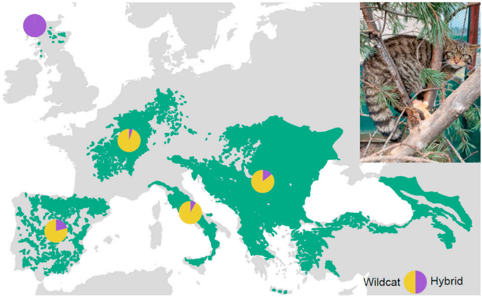   Jo Howard-McCombe et al. / Current Biology, 2023