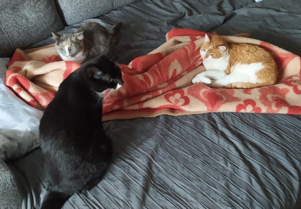 Поиски кошки продолжались длительное время