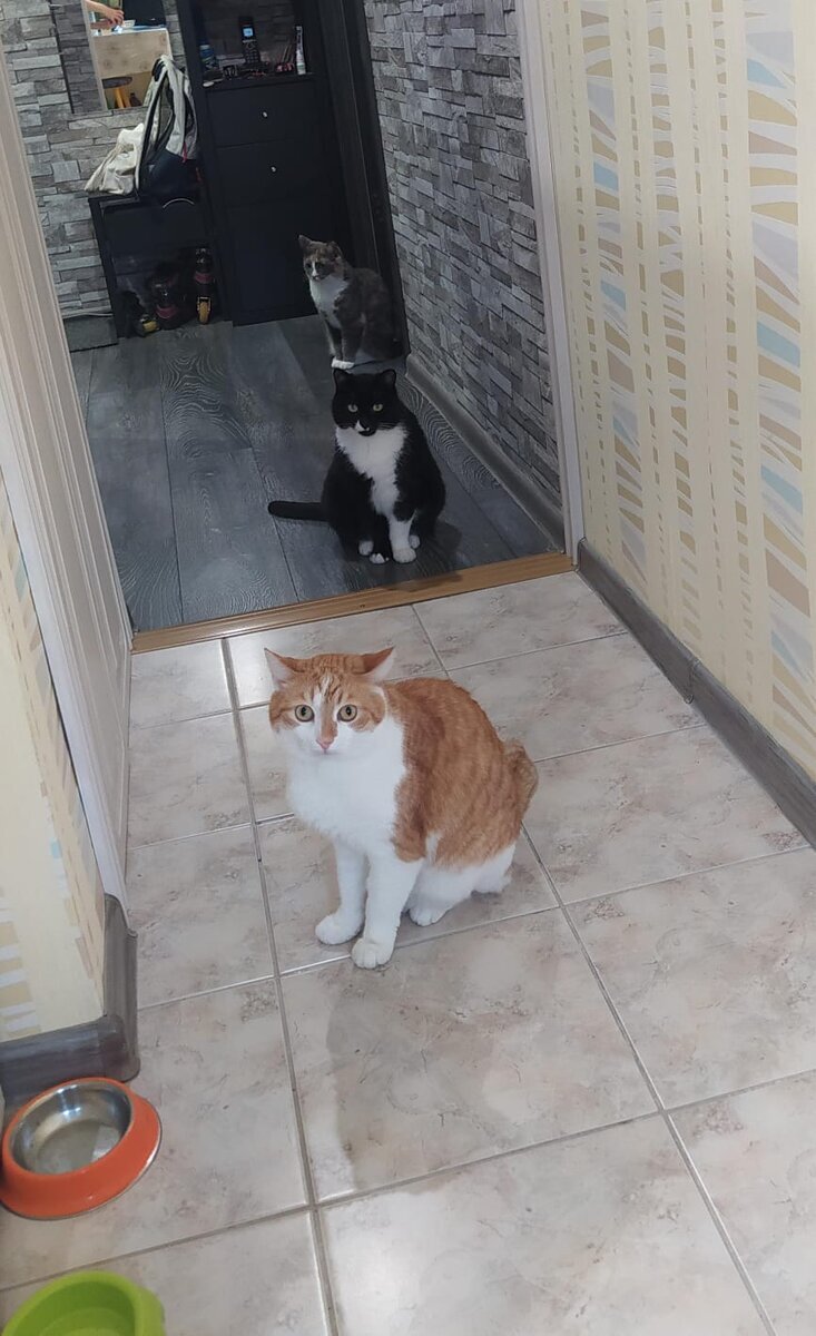 Чудом кошка была обнаружена и спасена