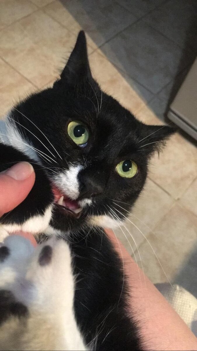 Главное, что коту хорошо!