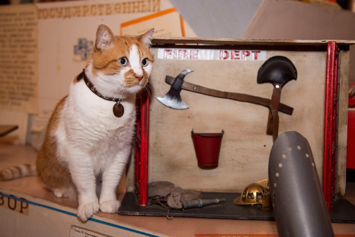 Это инвентарь для котов-пожарных?