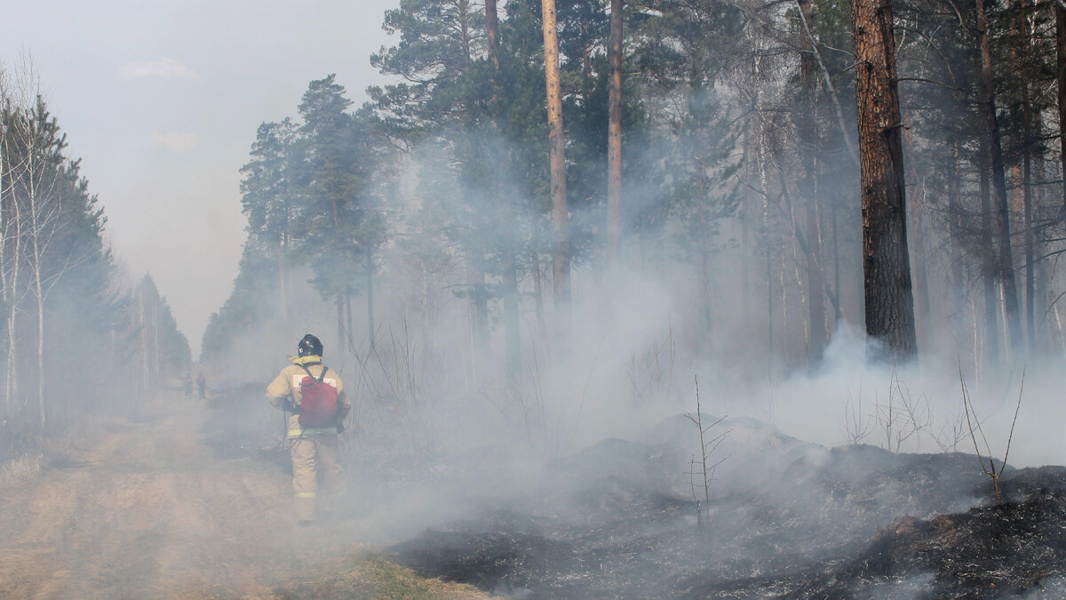 Лесные пожары: есть ли будущее после них.