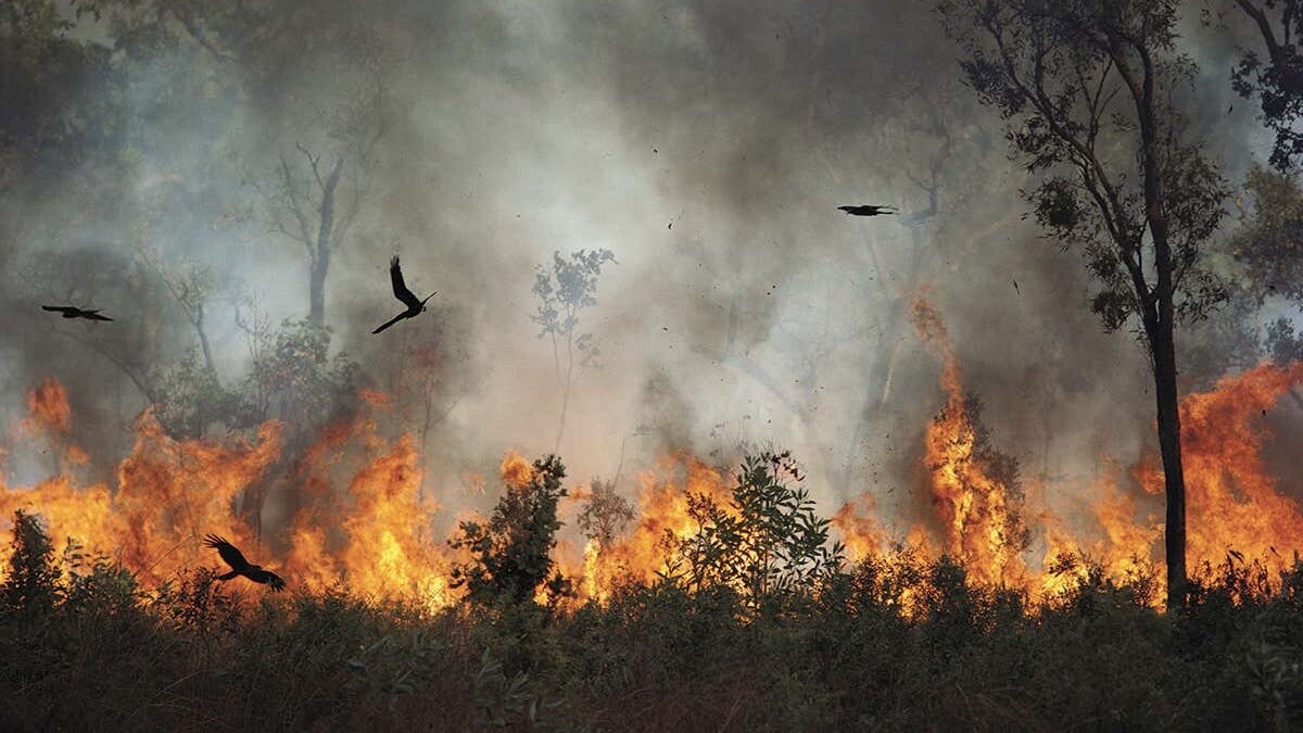 Из-за отсутствия корма в сгоревшем лесу может измениться зоологический и микробный мир.