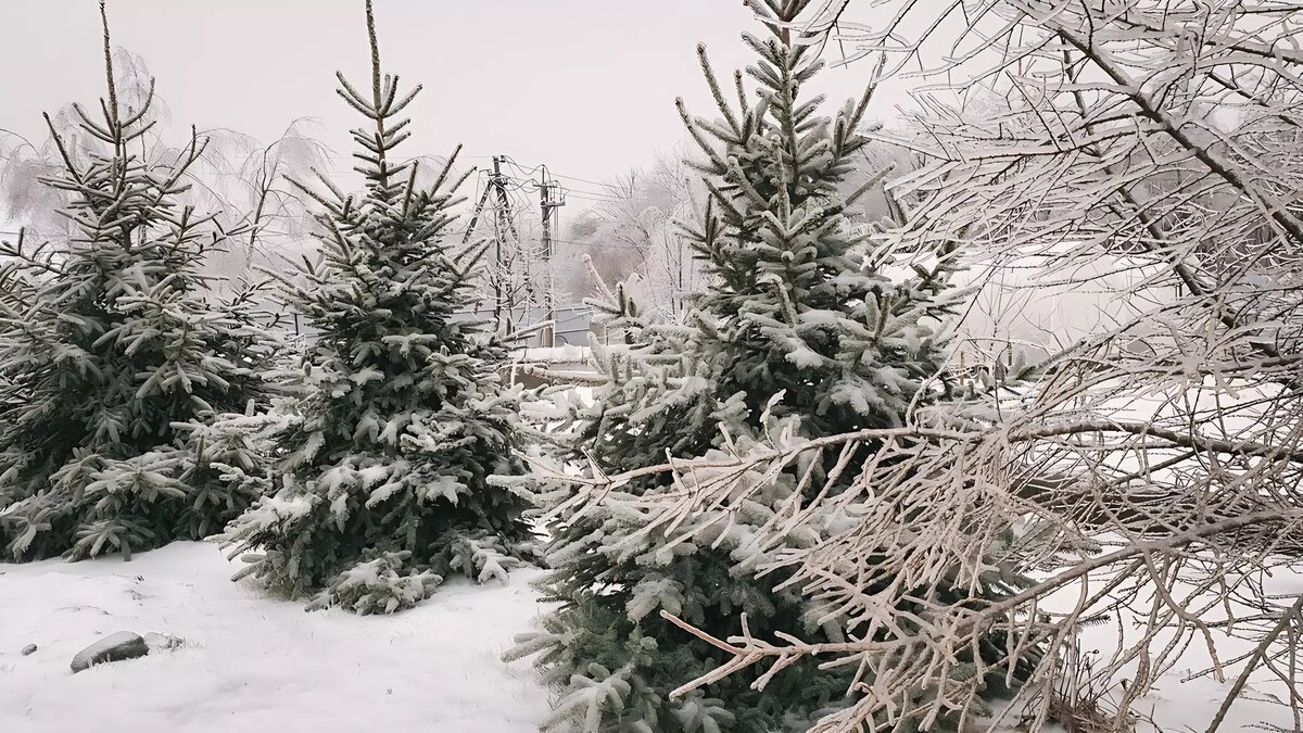 Зима солнце. Зимний ноябрь. Под конец декабря. Владивосток зима. Красивая зима.