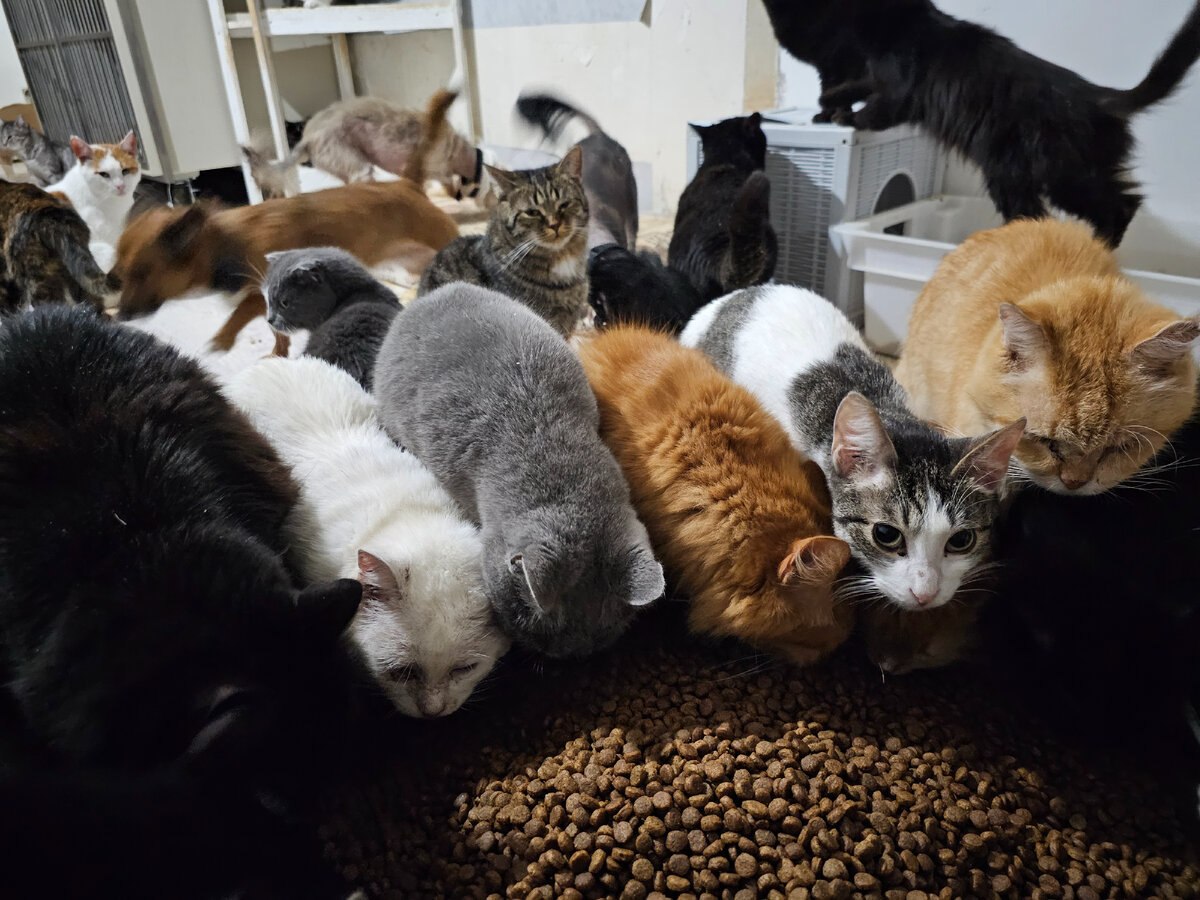 Фото автора. Кушают котики.