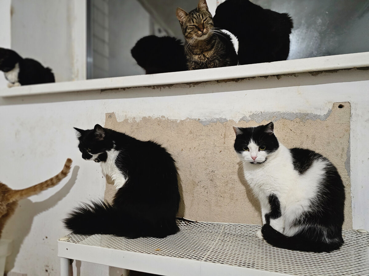 Фото автора. Ребятки. Вечерело.