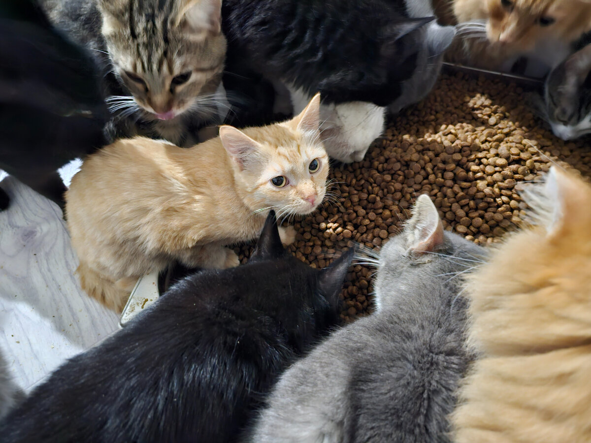 Фото автора. Котёнок кушает.