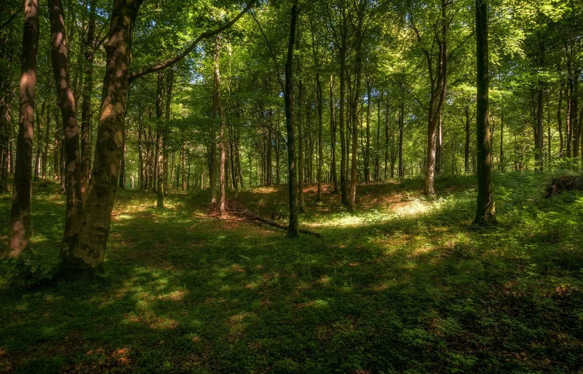 Яндекс картинки