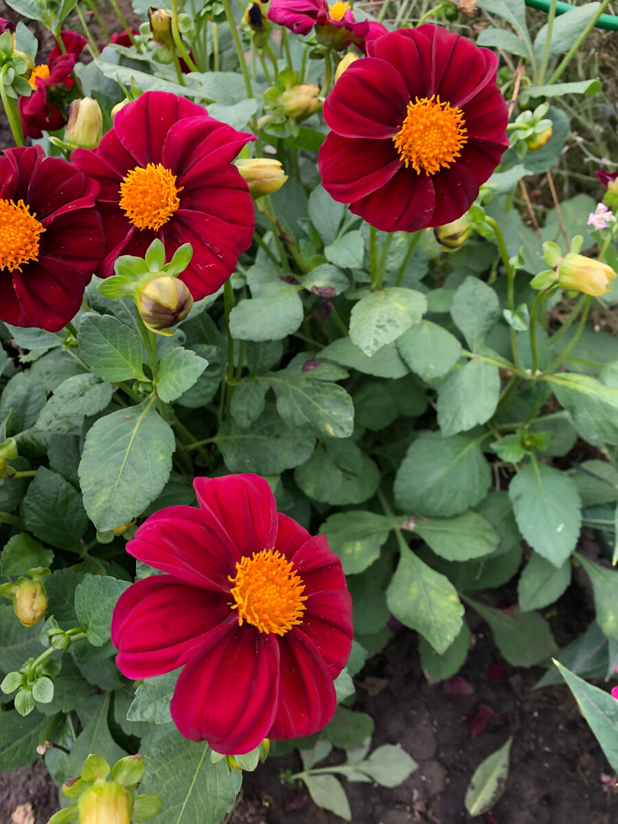 однолетний георгин, фото автора.