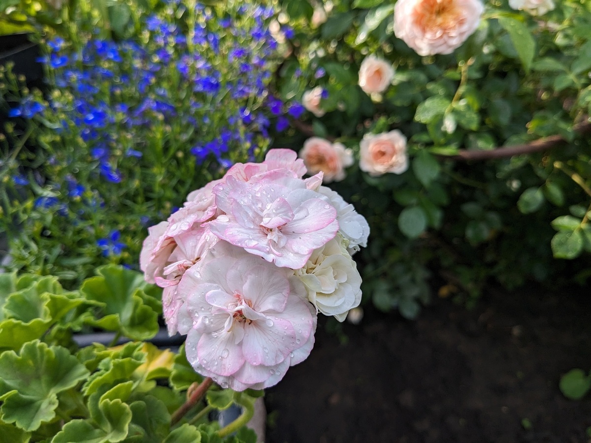 Зональная пеларгония PAC Viva Madeleine под солнцем теряет белизну и становится розовой