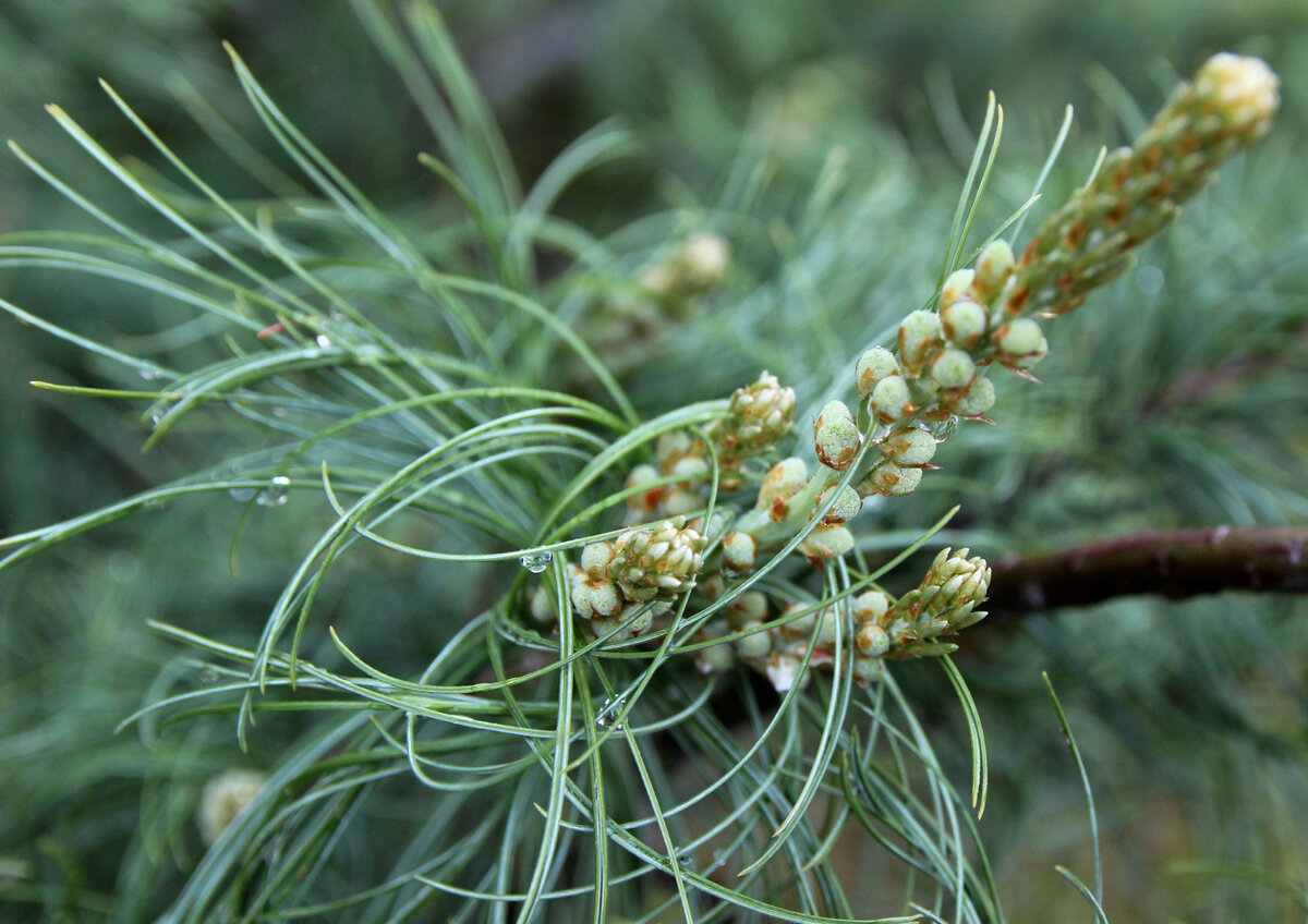 14 июня 2022 г. Наш питомник в Томске. Pinus strobus ‘Torulosa’, микростробилы с пыльцой