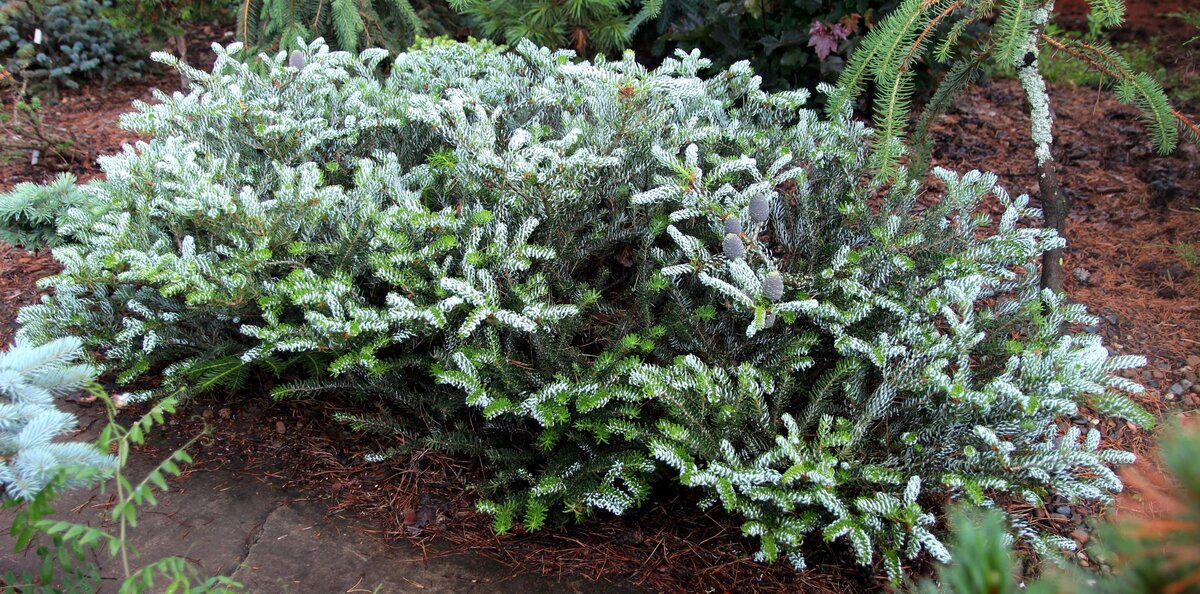 Abies koreana ‘Horstmann's Silberlock’ – не исключение