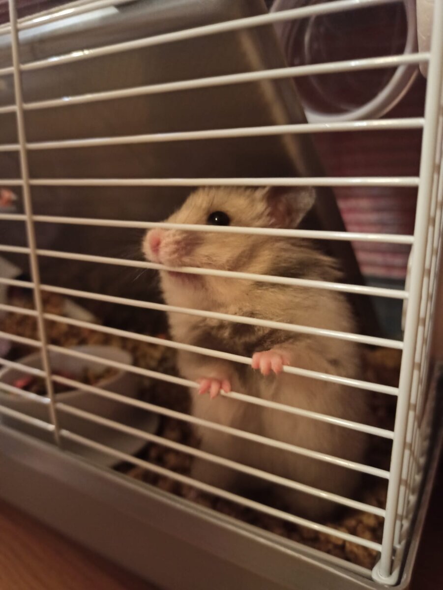 Герцог уже кормящая мать