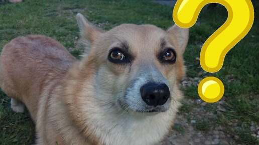 Сбалансированное питание гарантирует здоровье и долголетие