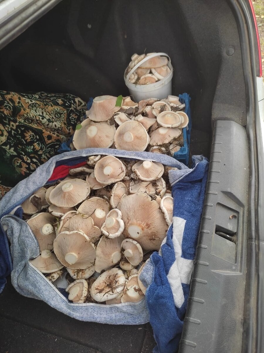 Фото автора. Не смог устоять, хоть и ехали не за грибами