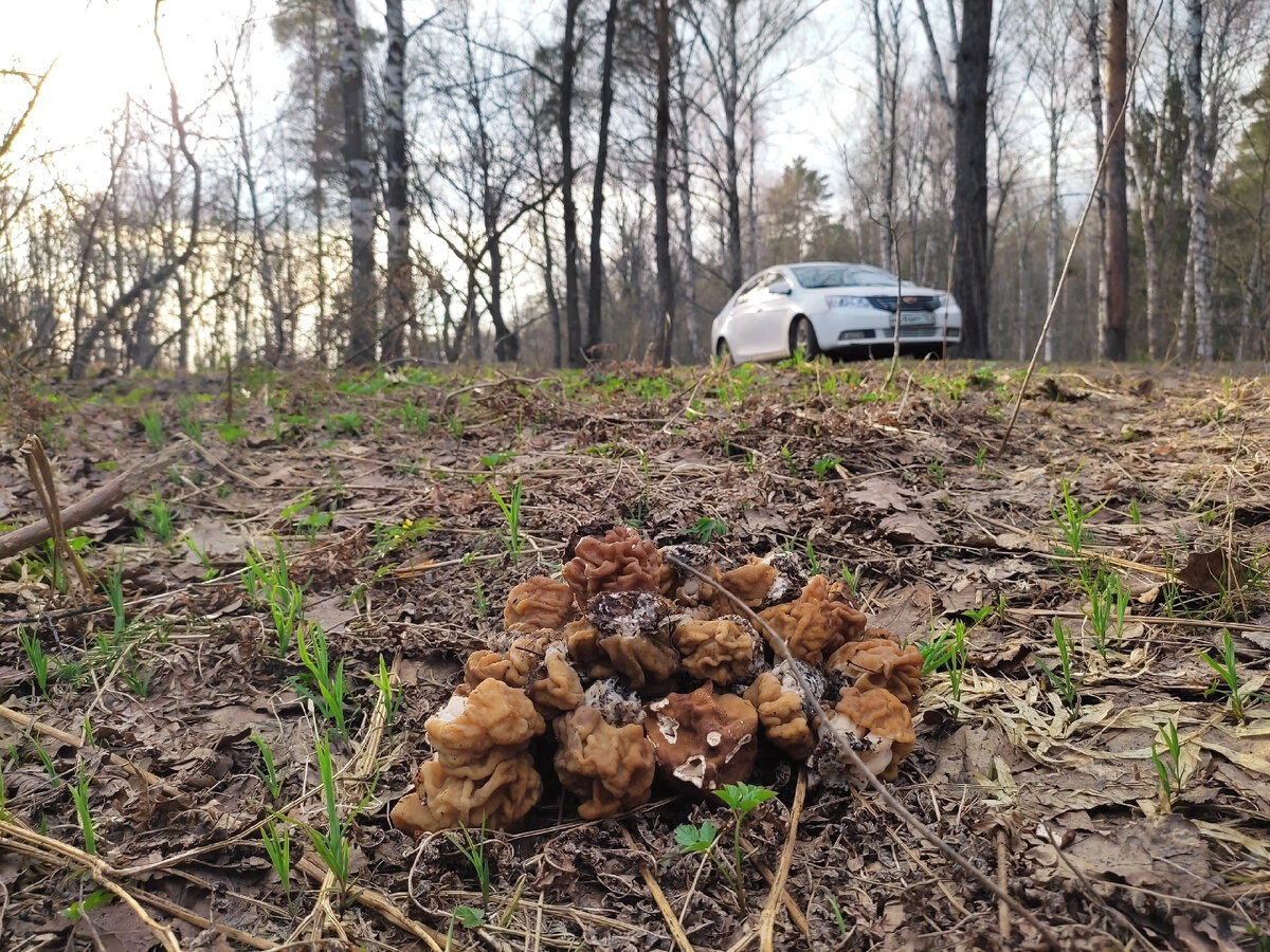 Фото автора. Апрельские строчки. Ну как тут мимо пройдешь