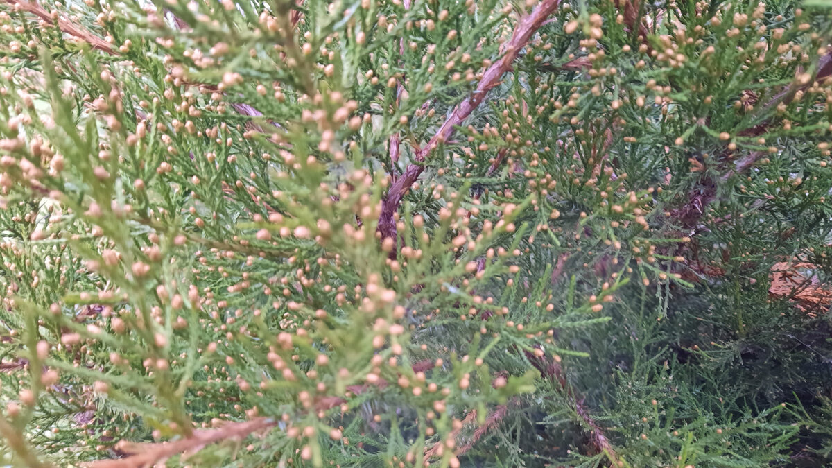 Фото автора. Осенняя окраска листвы  Стрикты  серо-голубаяФото автора