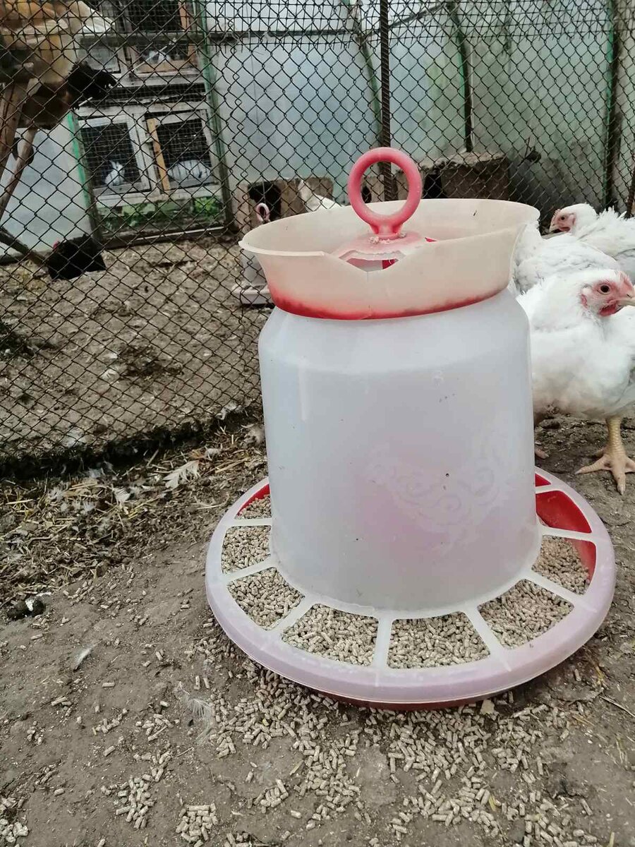 На фото цыпам месяц и неделька. Они массой превосходят трехгодовалых несушек в два-три раза. 